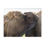 American Plains Buffalo Bison Postcards
