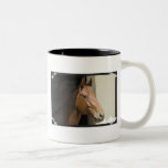 American Quarter Horse Coffee Cup Coffee Mugs