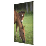 American Quarter horse mare and colt in field at Canvas Prints
