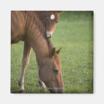 American Quarter horse mare and colt in field at Refrigerator Magnets