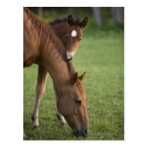 American Quarter horse mare and colt in field at Post Card