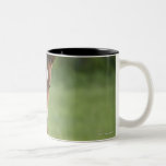 American Quarter horse mare and colt in field Coffee Mug