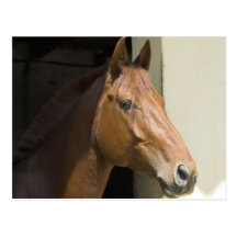 American Quarter Horse Postcard