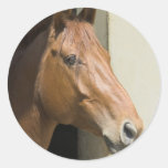 American Quarter Horse Stickers