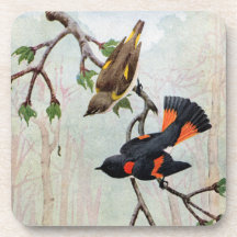 American Redstarts Eye Caterpillar Drink Coasters