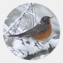 American Robin Bird Stickers