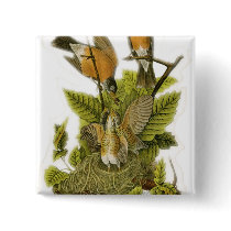 American Robin buttons