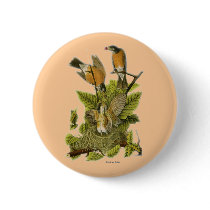 American Robin buttons