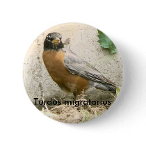 American Robin Button by Pyroraptor0001 American Robin Button