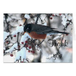 American robin card