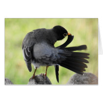 American Robin cards