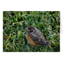 American Robin Chick Card cards