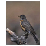 American Robin Personalized Flyer