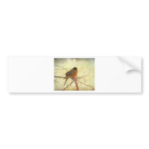 American Robin in The Springtime Bumper Sticker