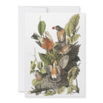 American Robin, John Audubon Print Invite