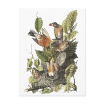 American Robin, John Audubon Print Post Card