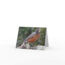 American robin. note card.