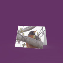 American Robin Note Card