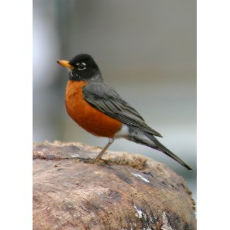 American Robin Notecard card
