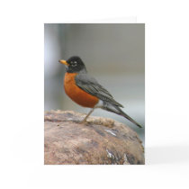 American Robin Notecard