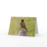 American Robin on a Cookie Jar Greeting Card