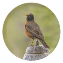 American Robin on a Cookie Jar Party Plates