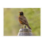 American Robin on a Cookie Jar Postcards