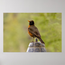 American Robin on a Cookie Jar Print