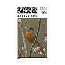 American Robin Postage