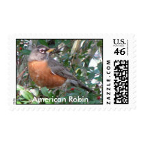 American Robin Postage