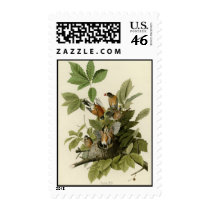 American Robin Postage Stamps