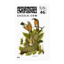American Robin postage by jarthurdavis American Robin postage