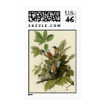 American Robin Postage Stamps