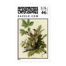 American Robin Postage Stamps