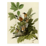 American Robin Postcards