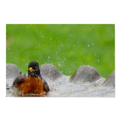 American Robin Print by SuRi_Photography
