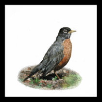 American Robin Prints & Posters