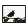robin, silhouette, bird, nature, wildlife, black,