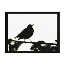 American Robin Silhouette Postcard