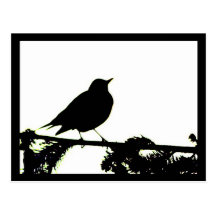 American Robin Silhouette Postcard