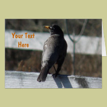American Robin Song Bird cards