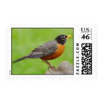 American Robin Stamp