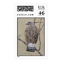 American Rough-legged Buzzard postage by fhooper American Rough-legged Buzzard postage