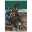 American Saddlebred - Fine Harness t-shirts by BaSparkle26 American Saddlebred - Fine Harness t-shirts