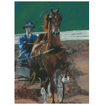 american, saddlebred, horse, fine, harness