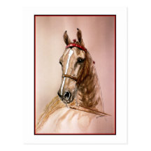 American Saddlebred Horse Post Cards