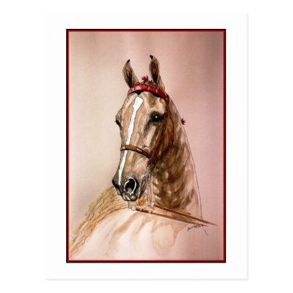 American Saddlebred Horse Post Cards