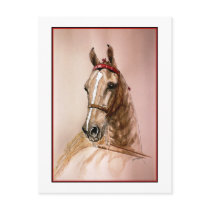 American Saddlebred Horse Post Cards
