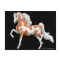 American Saddlebred Pinto Postcard by twopurringcats American Saddlebred Pinto Postcard