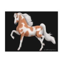 American Saddlebred Pinto Postcard